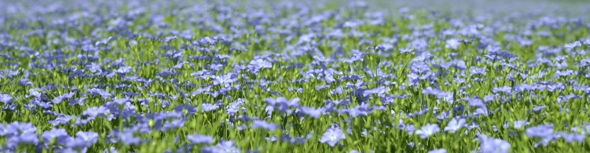 Menschliche Entwicklung